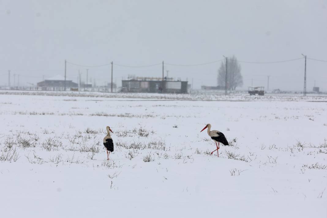 Baharın müjdecisi leyleklere kar sürprizi 8
