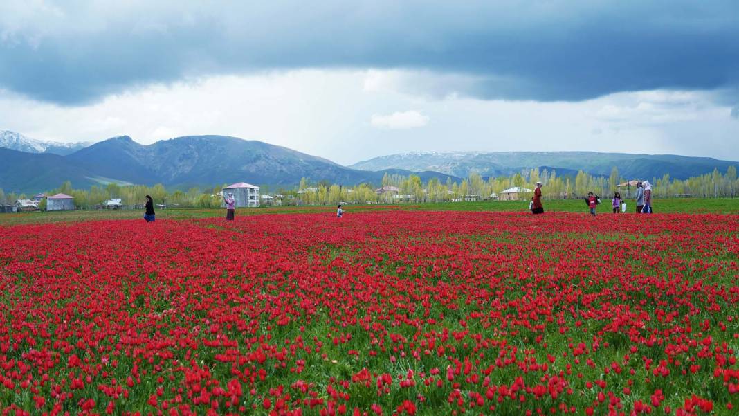 15 günlük lale devrine ziyaretçi akını: Bir yanda karlı dağlar bir yanda bahar 17