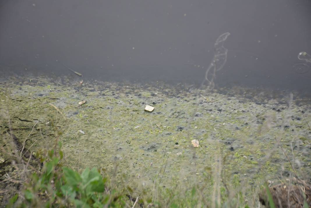 Ergene Nehri'nde vahim görüntü! 3. derece kirli çıktı 8