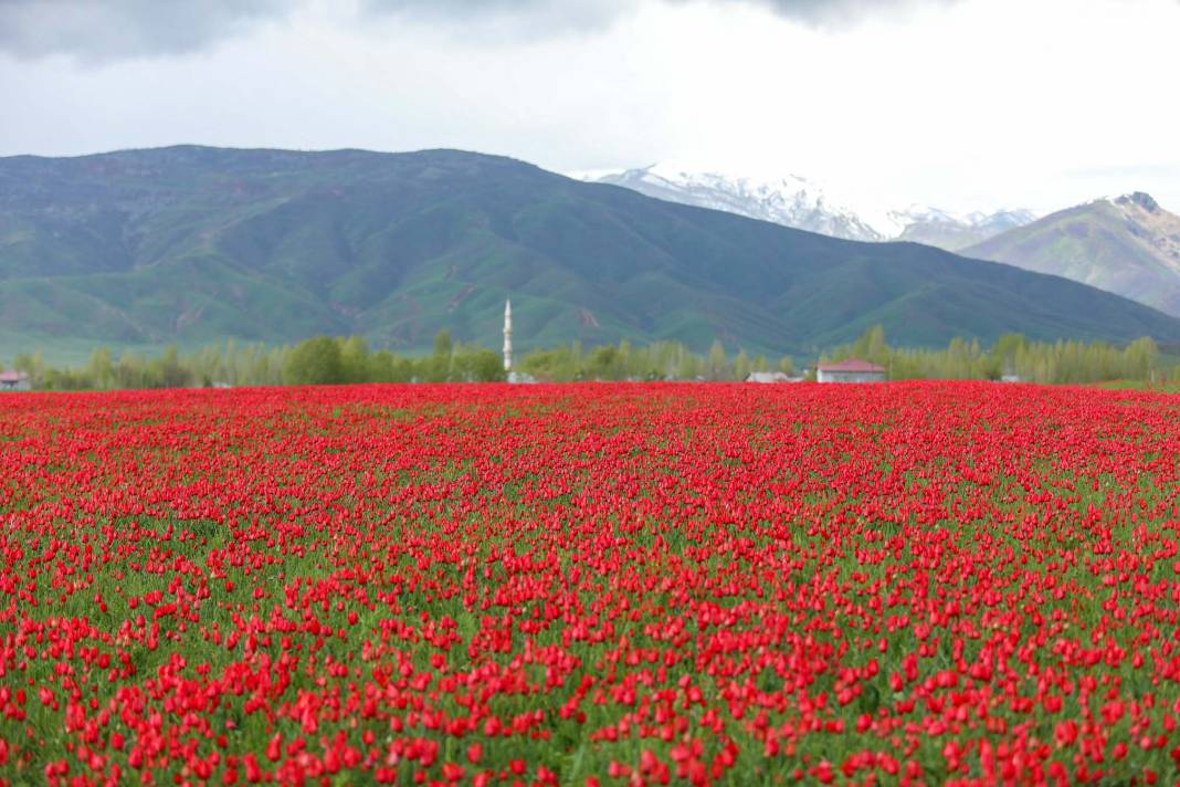 15 günlük lale devrine ziyaretçi akını: Bir yanda karlı dağlar bir yanda bahar 15