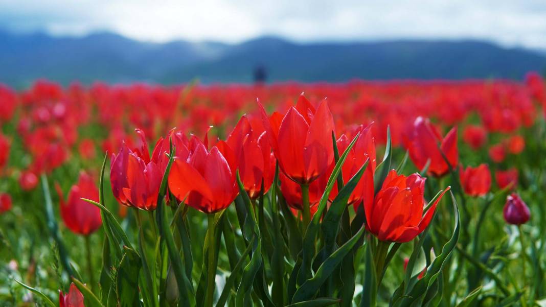 15 günlük lale devrine ziyaretçi akını: Bir yanda karlı dağlar bir yanda bahar 5