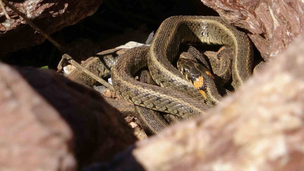 Hakkari'nin 'Yılan Adası'nda istila: Yılan sürüsü için güneşlenme vakti başladı 11
