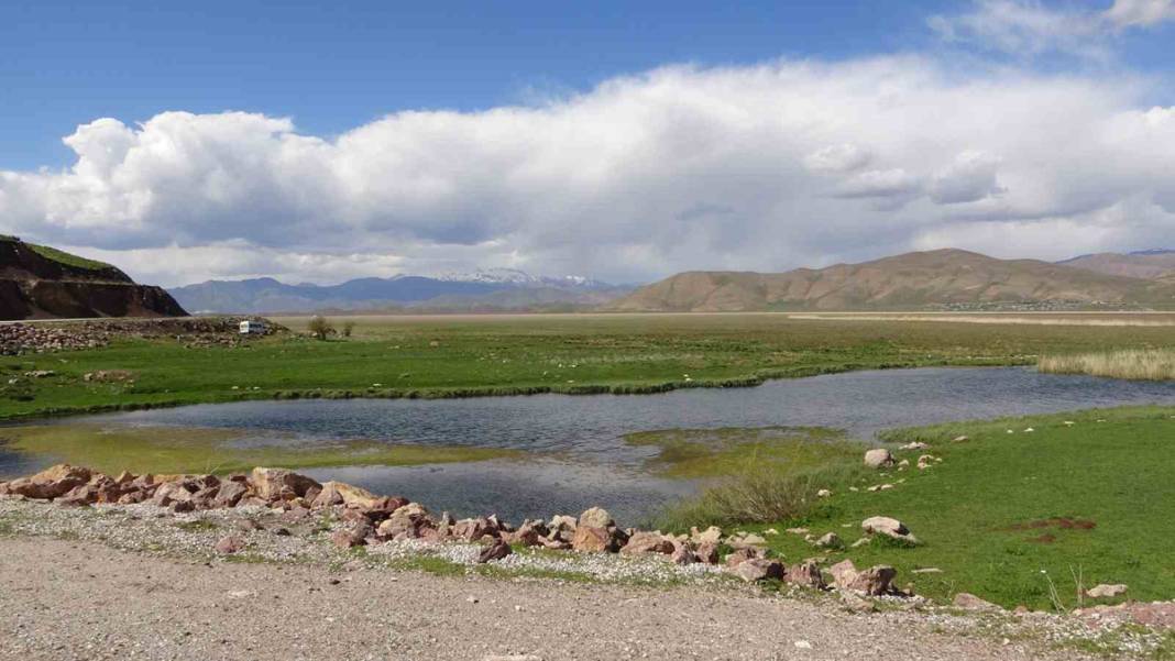 Hakkari'nin 'Yılan Adası'nda istila: Yılan sürüsü için güneşlenme vakti başladı 8