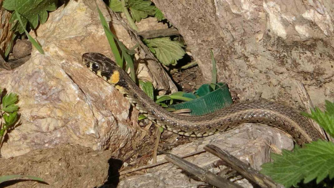 Hakkari'nin 'Yılan Adası'nda istila: Yılan sürüsü için güneşlenme vakti başladı 7