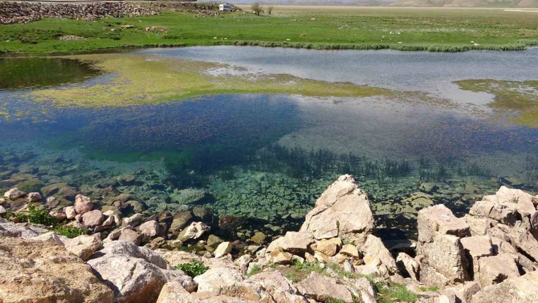 Hakkari'nin 'Yılan Adası'nda istila: Yılan sürüsü için güneşlenme vakti başladı 4