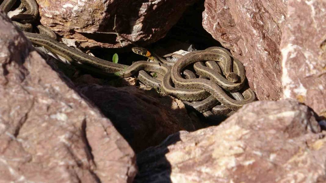 Hakkari'nin 'Yılan Adası'nda istila: Yılan sürüsü için güneşlenme vakti başladı 3