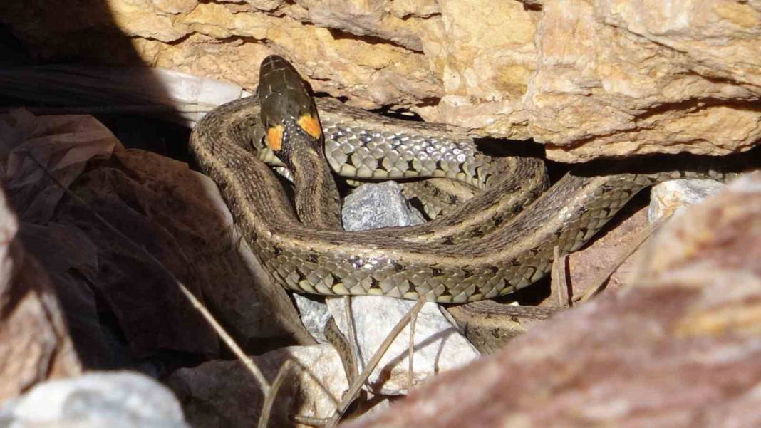 Hakkari'nin 'Yılan Adası'nda istila: Yılan sürüsü için güneşlenme vakti başladı 1