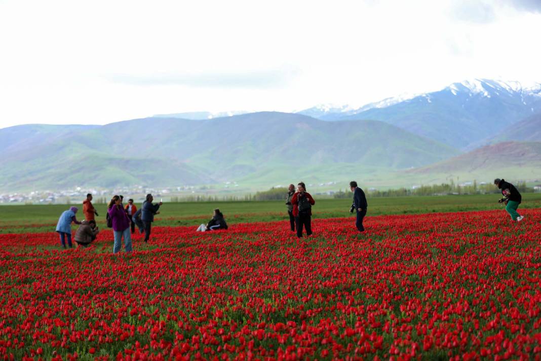 15 günlük lale devrine ziyaretçi akını: Bir yanda karlı dağlar bir yanda bahar 11