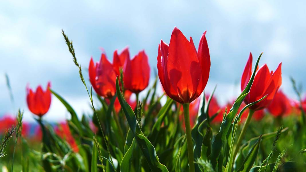 15 günlük lale devrine ziyaretçi akını: Bir yanda karlı dağlar bir yanda bahar 12