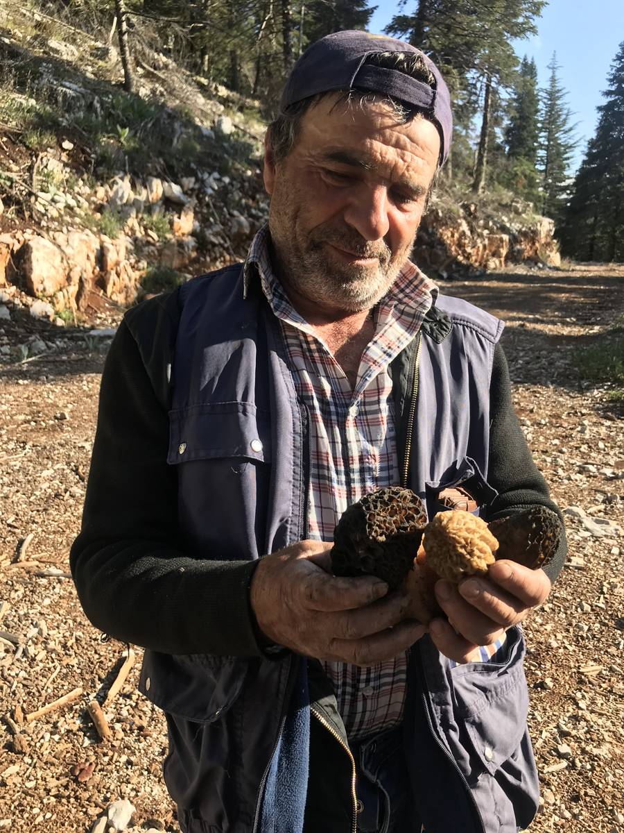 Yılda sadece 1,5 ay yetişiyor... Tazesi 300, kurutulmuşu 2 bin 500 lira 11