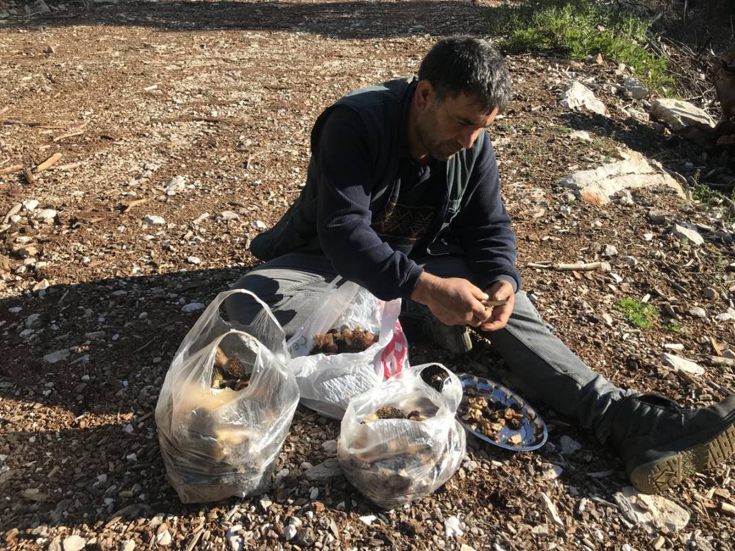 Yılda sadece 1,5 ay yetişiyor... Tazesi 300, kurutulmuşu 2 bin 500 lira 9