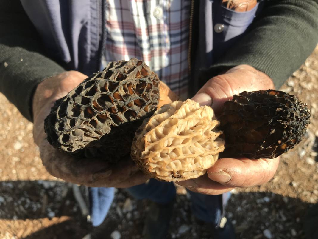 Yılda sadece 1,5 ay yetişiyor... Tazesi 300, kurutulmuşu 2 bin 500 lira 13