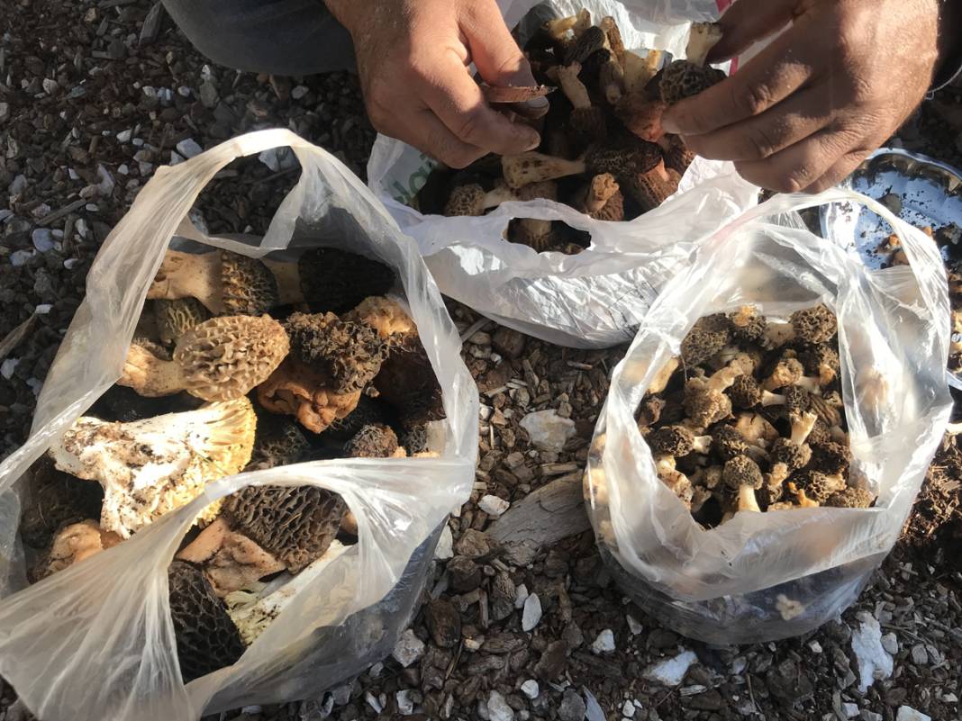 Yılda sadece 1,5 ay yetişiyor... Tazesi 300, kurutulmuşu 2 bin 500 lira 10