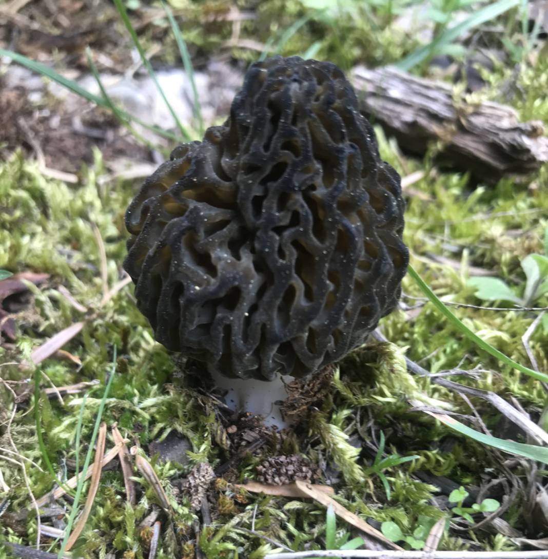 Yılda sadece 1,5 ay yetişiyor... Tazesi 300, kurutulmuşu 2 bin 500 lira 8