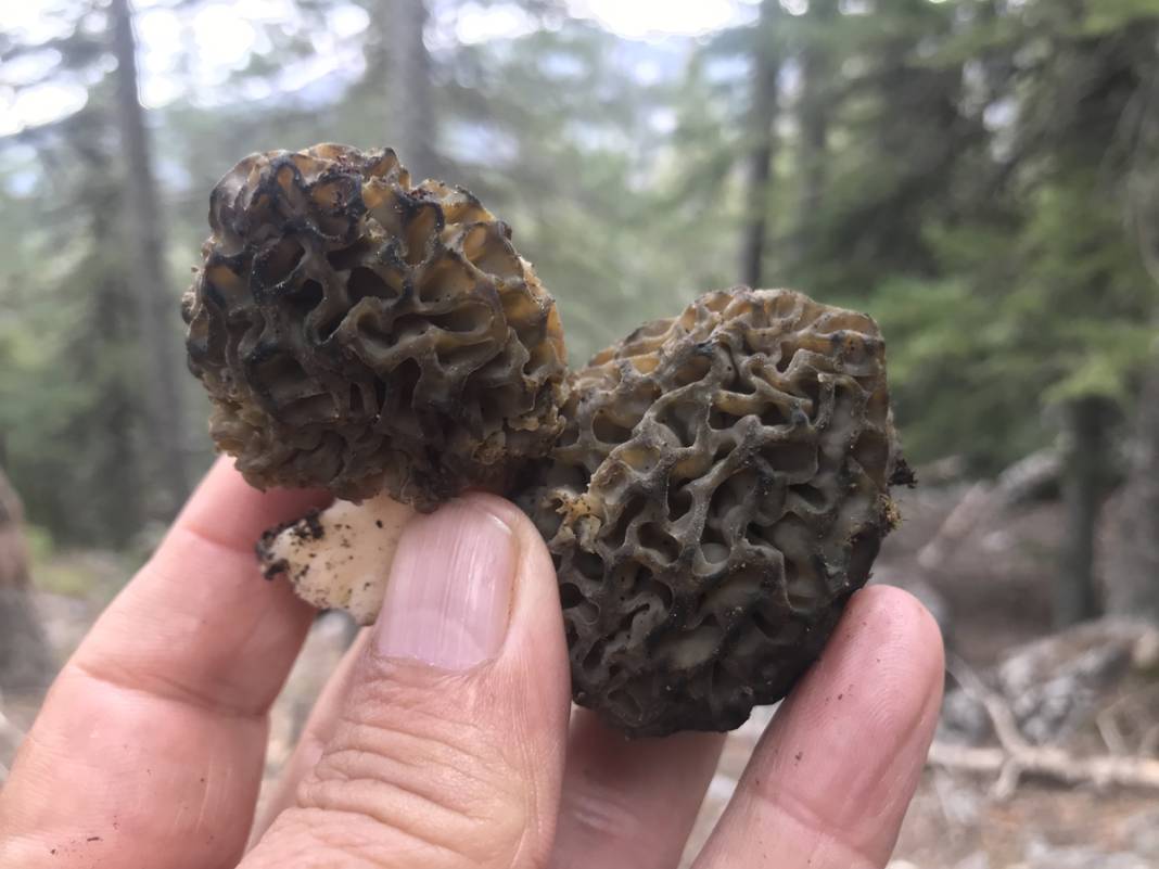 Yılda sadece 1,5 ay yetişiyor... Tazesi 300, kurutulmuşu 2 bin 500 lira 7