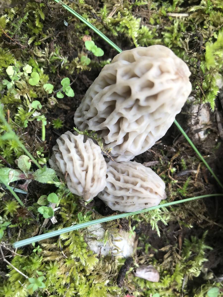 Yılda sadece 1,5 ay yetişiyor... Tazesi 300, kurutulmuşu 2 bin 500 lira 6