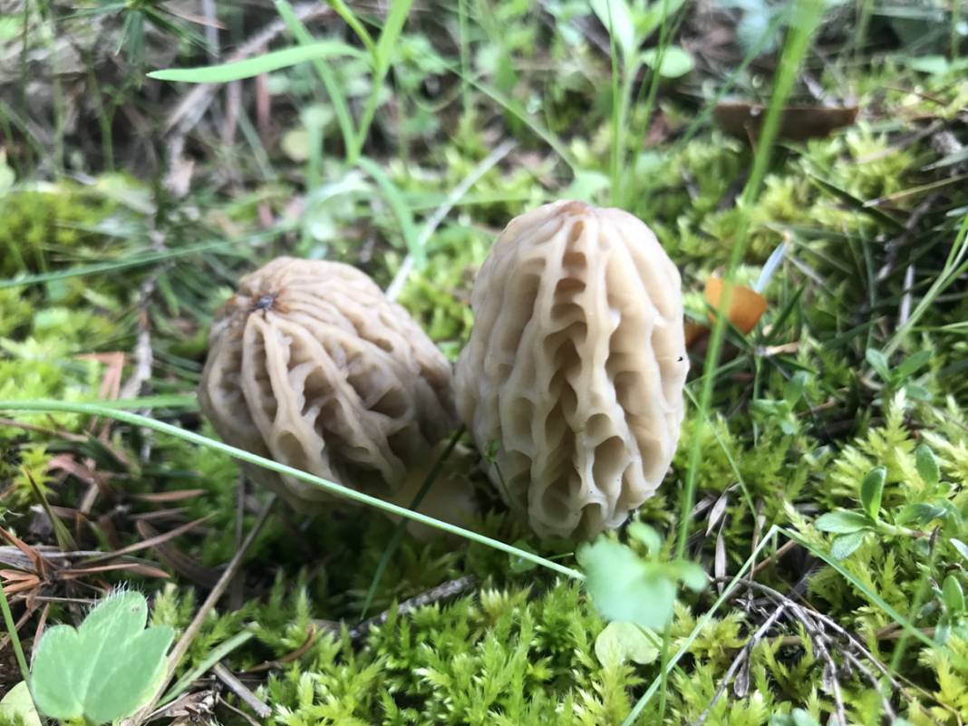 Yılda sadece 1,5 ay yetişiyor... Tazesi 300, kurutulmuşu 2 bin 500 lira 4