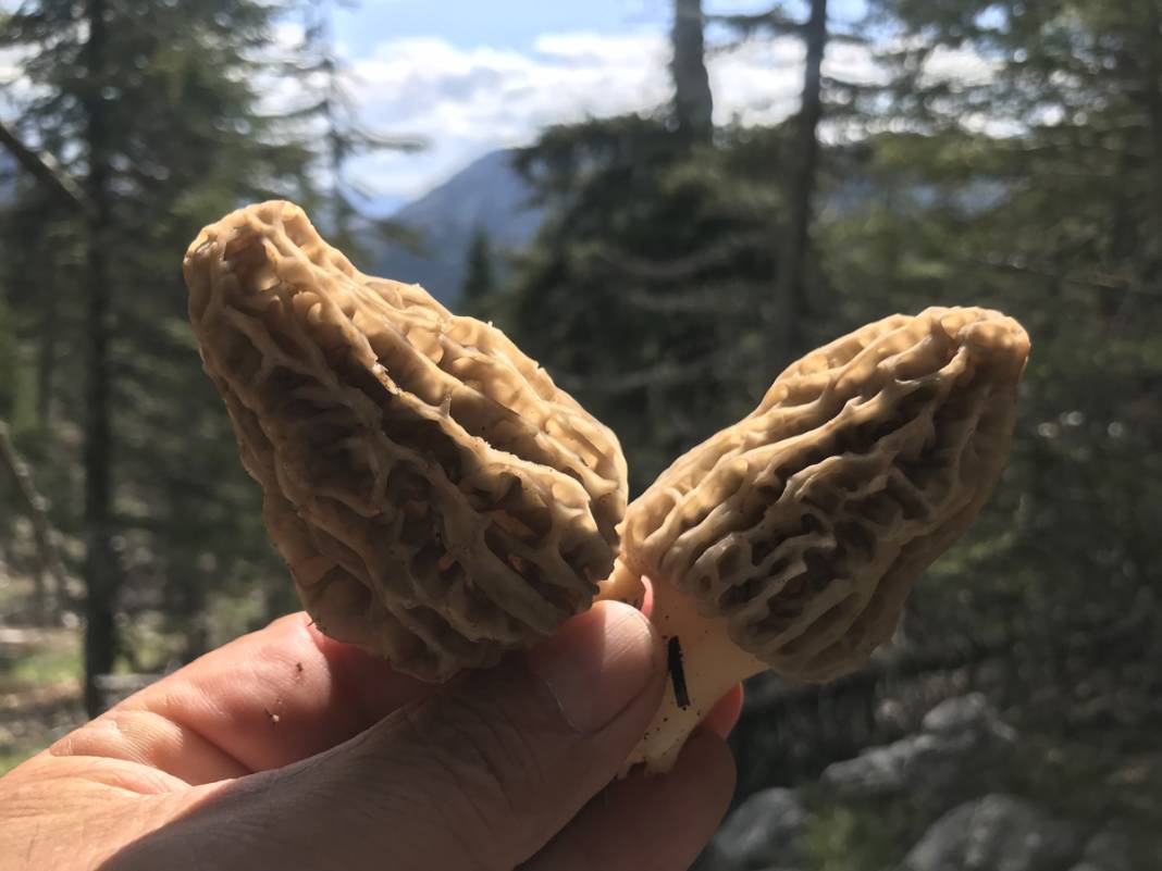 Yılda sadece 1,5 ay yetişiyor... Tazesi 300, kurutulmuşu 2 bin 500 lira 5