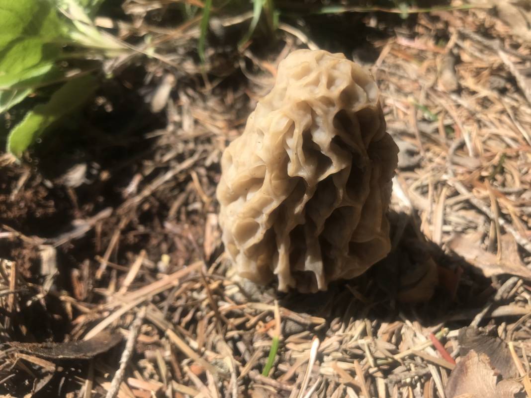 Yılda sadece 1,5 ay yetişiyor... Tazesi 300, kurutulmuşu 2 bin 500 lira 3