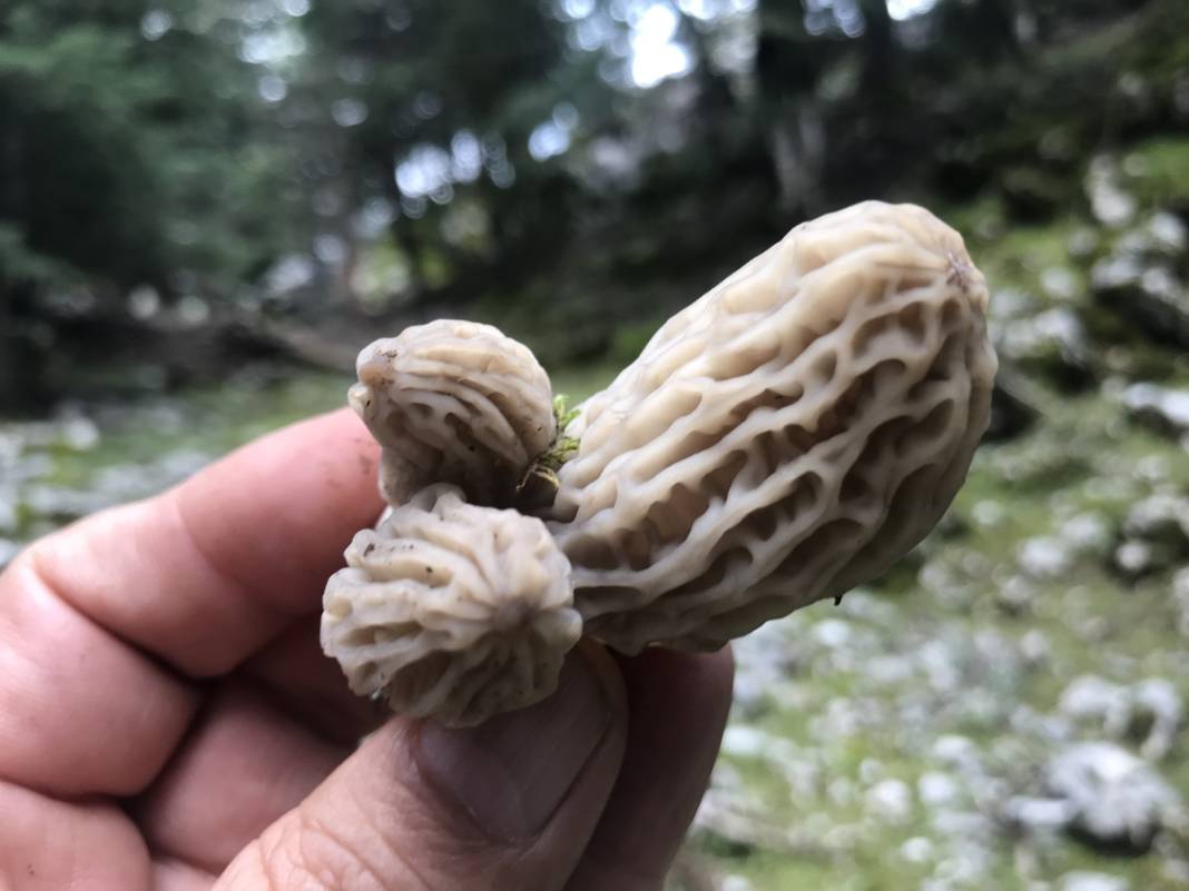 Yılda sadece 1,5 ay yetişiyor... Tazesi 300, kurutulmuşu 2 bin 500 lira 2