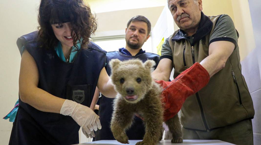Ayağı kırılan yavru ayı için seferber oldular 12