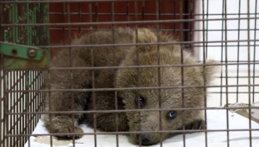 Ayağı kırılan yavru ayı için seferber oldular 4