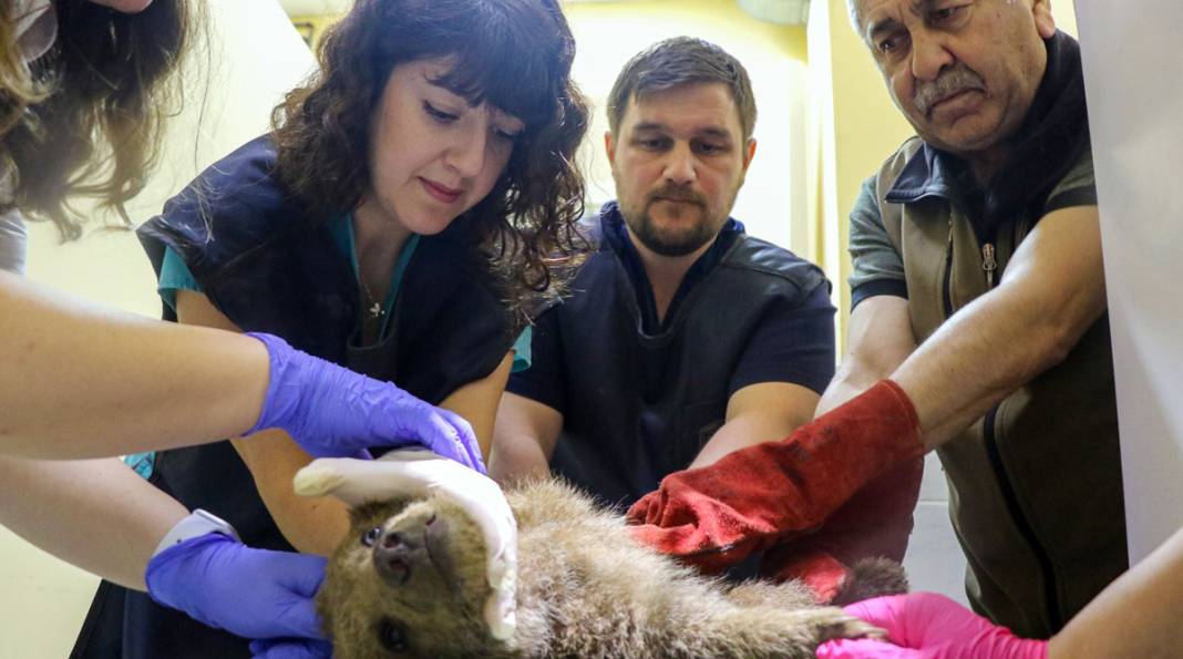 Ayağı kırılan yavru ayı için seferber oldular 2