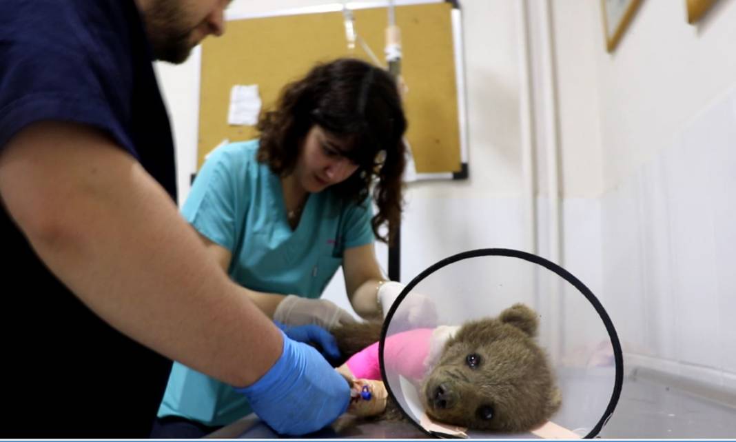 Ayağı kırılan yavru ayı için seferber oldular 1