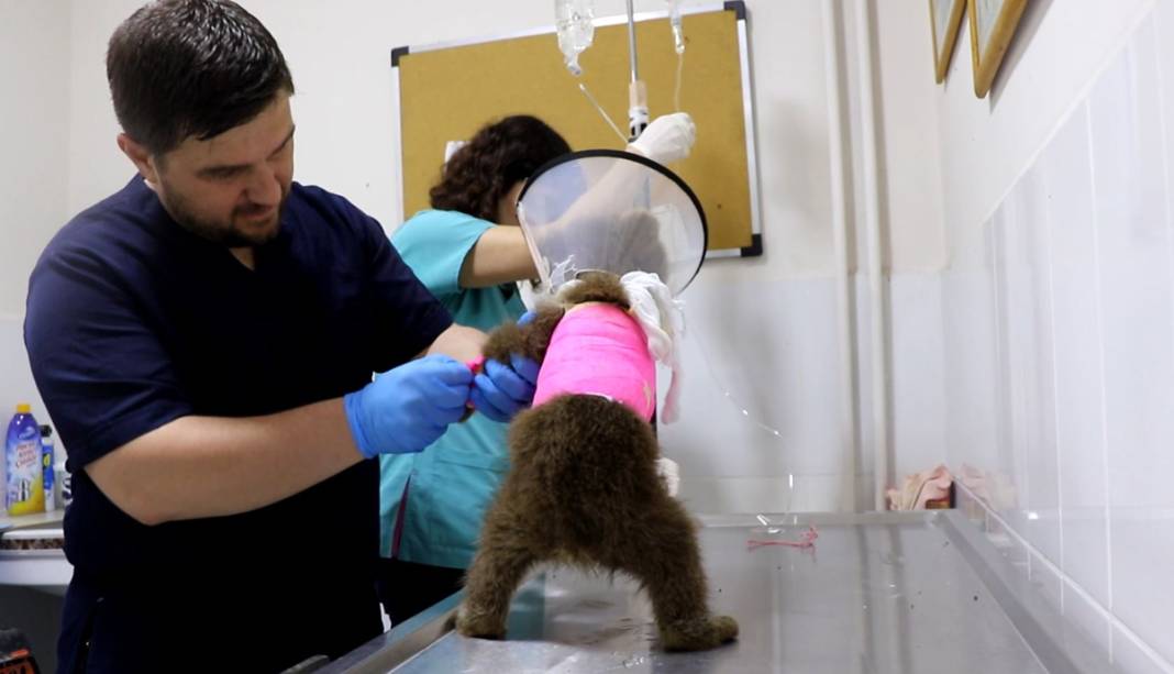 Ayağı kırılan yavru ayı için seferber oldular 10