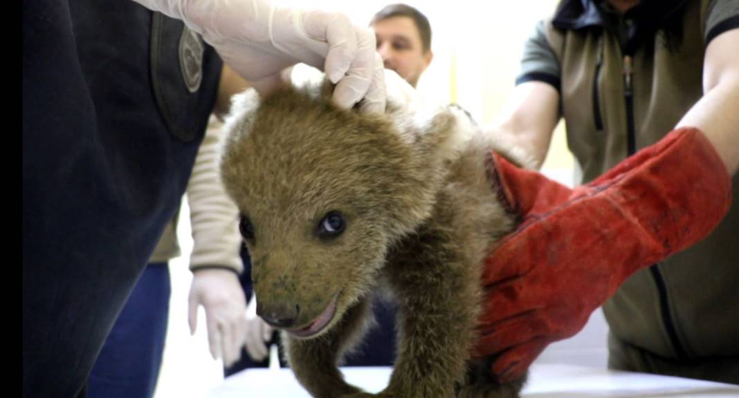 Ayağı kırılan yavru ayı için seferber oldular 11