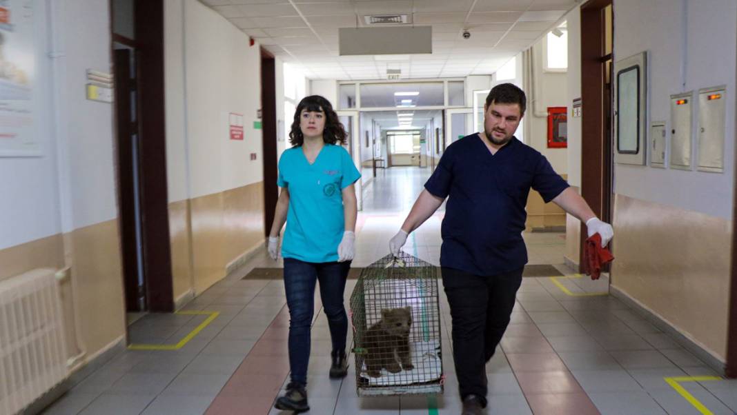 Ayağı kırılan yavru ayı için seferber oldular 8