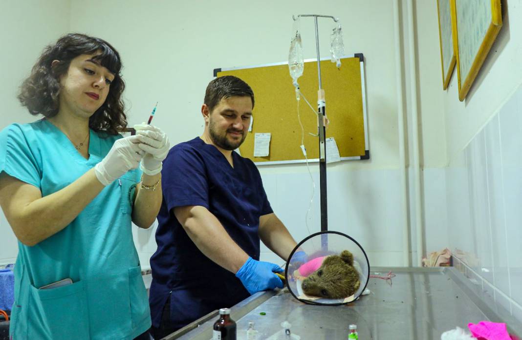 Ayağı kırılan yavru ayı için seferber oldular 5