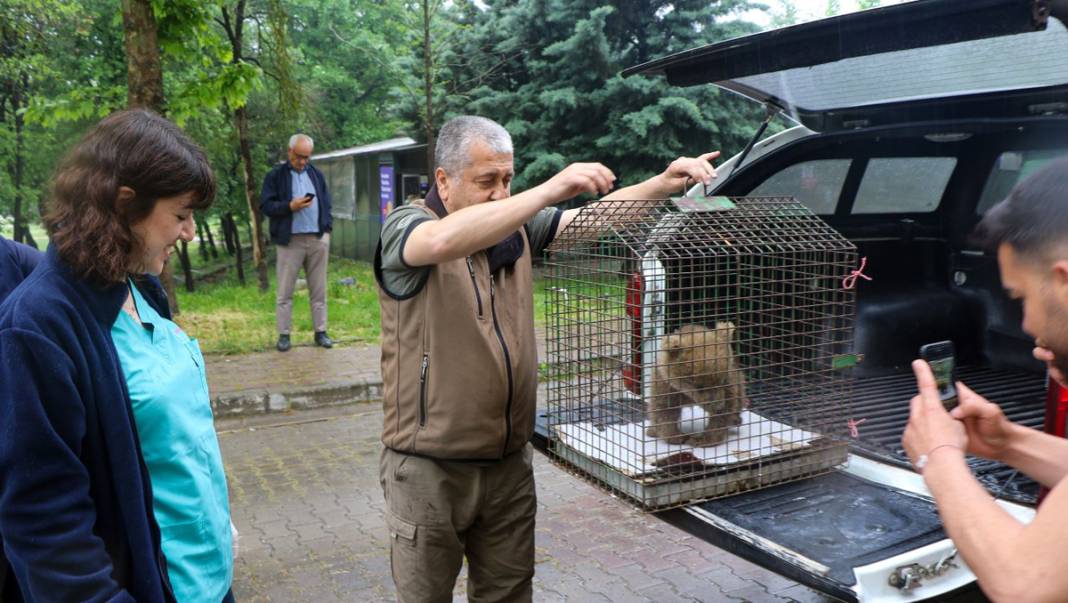 Ayağı kırılan yavru ayı için seferber oldular 3