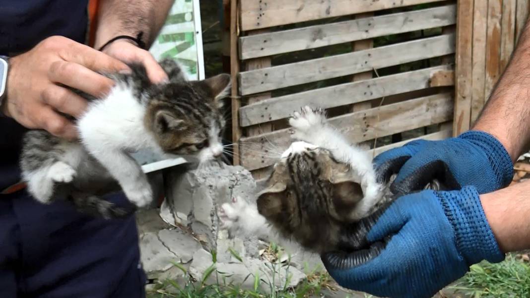 Araçların motoruna giren kedilere dikkat 2