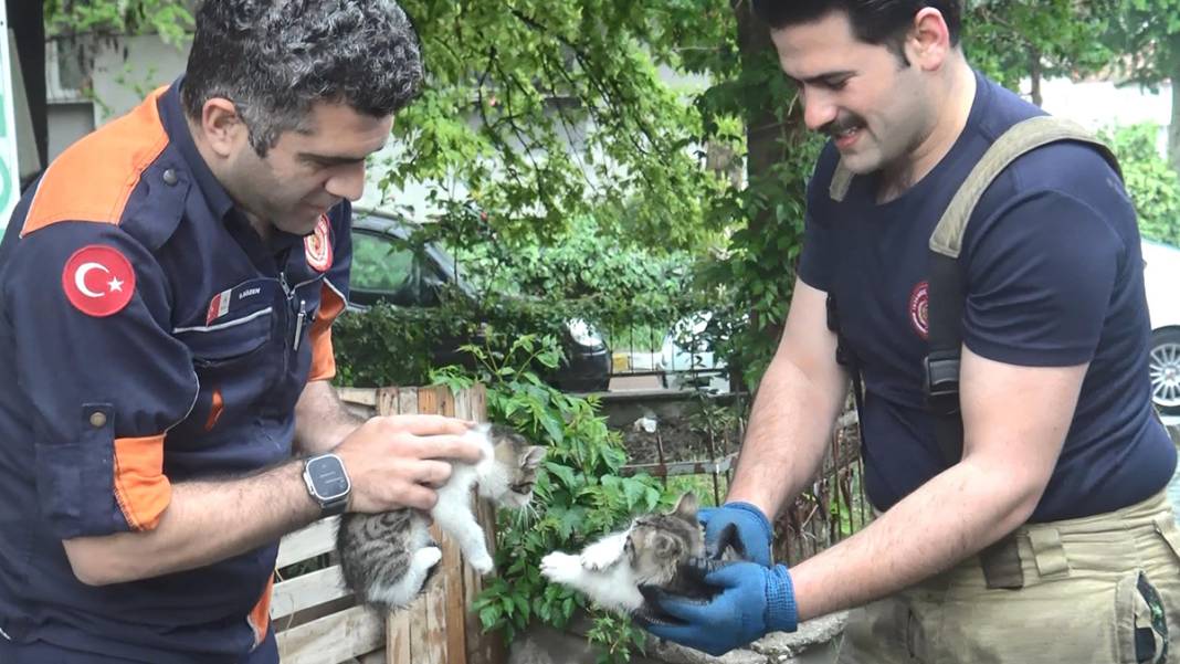 Araçların motoruna giren kedilere dikkat 4