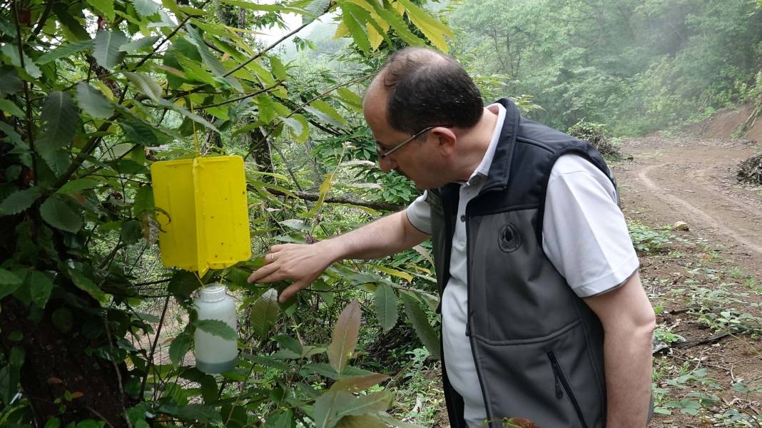 Karadeniz'de 'katil arı' alarmı: İki yılda ormanları istila etti! 20