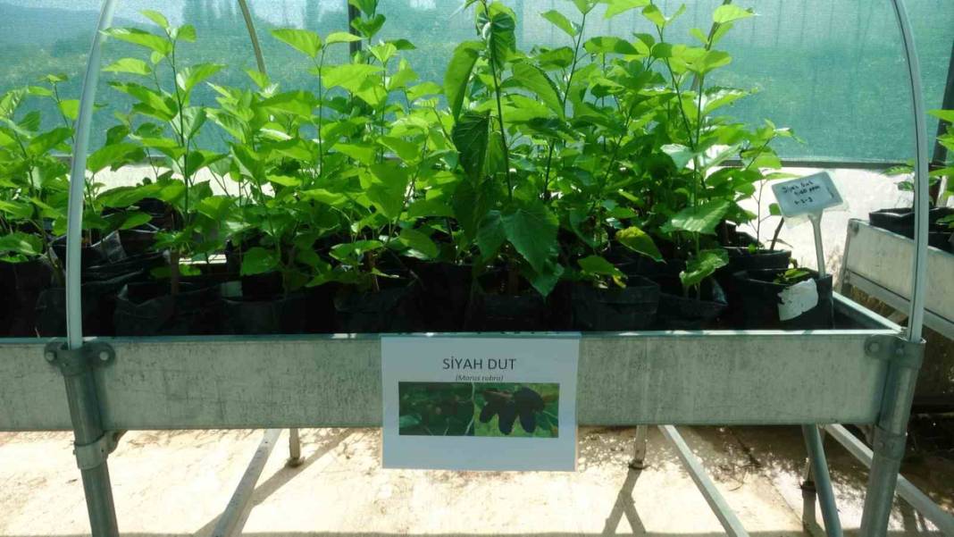 Bu yöntem ile üretim katlanarak arttı! Dünyada ilk kez denendi 5