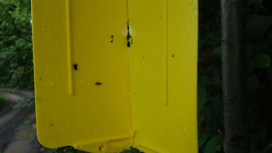 Karadeniz'de 'katil arı' alarmı: İki yılda ormanları istila etti! 22