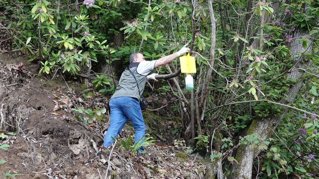 Karadeniz'de 'katil arı' alarmı: İki yılda ormanları istila etti! 10