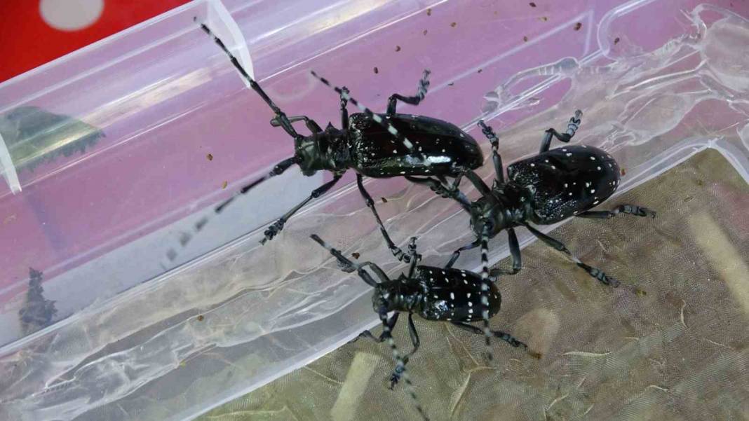 'Drakula' ile mücadele başladı:180 bitki türüne zarar veriyor 5