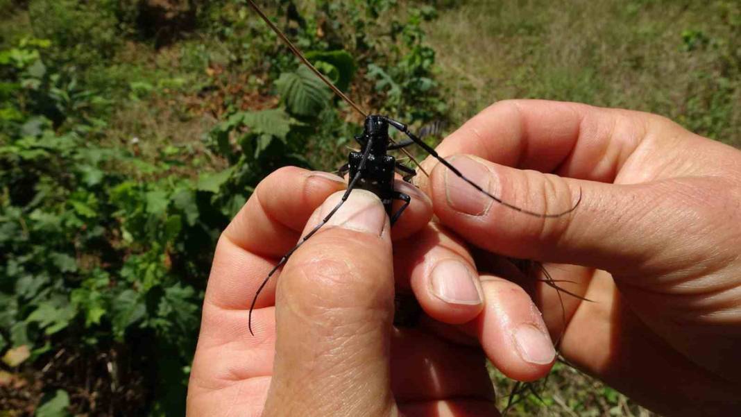 'Drakula' ile mücadele başladı:180 bitki türüne zarar veriyor 4