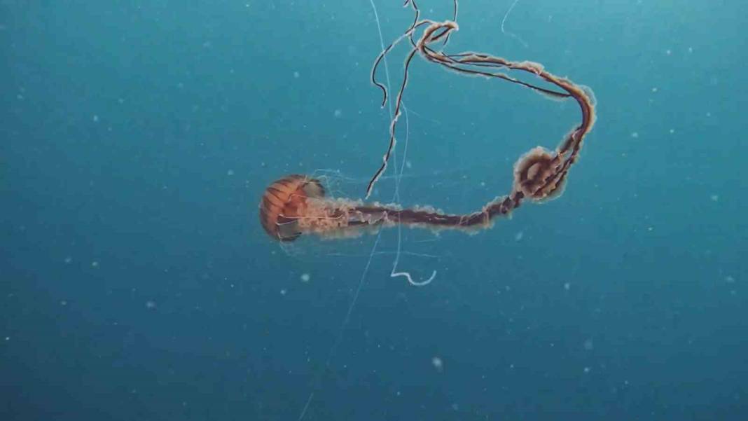 Marmara sahillerinde zehirli tehlike! Boyu tam 4 metre 5