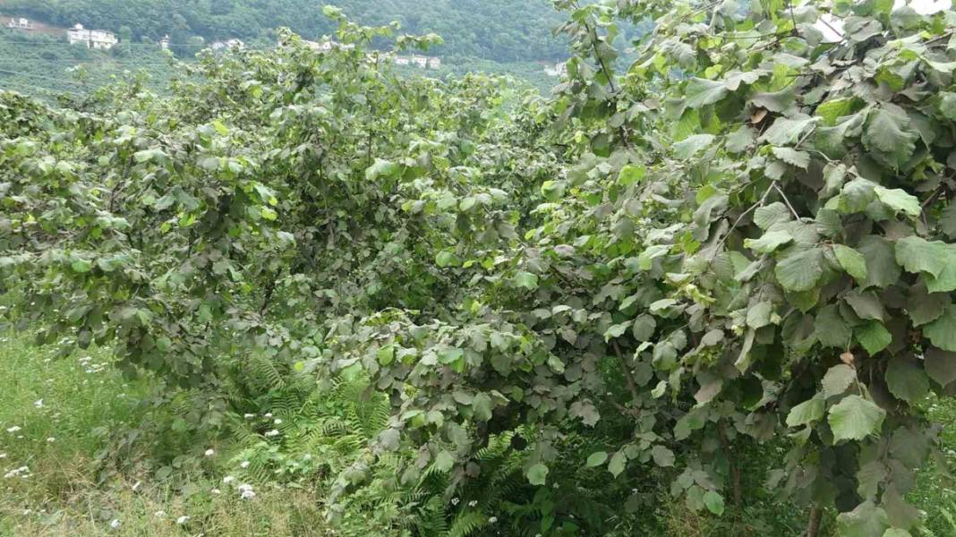 'Drakula' ile mücadele başladı:180 bitki türüne zarar veriyor 1