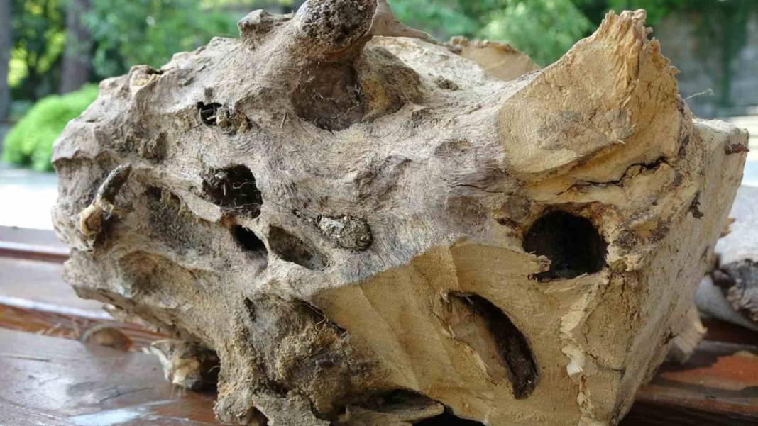 'Drakula' ile mücadele başladı:180 bitki türüne zarar veriyor 2