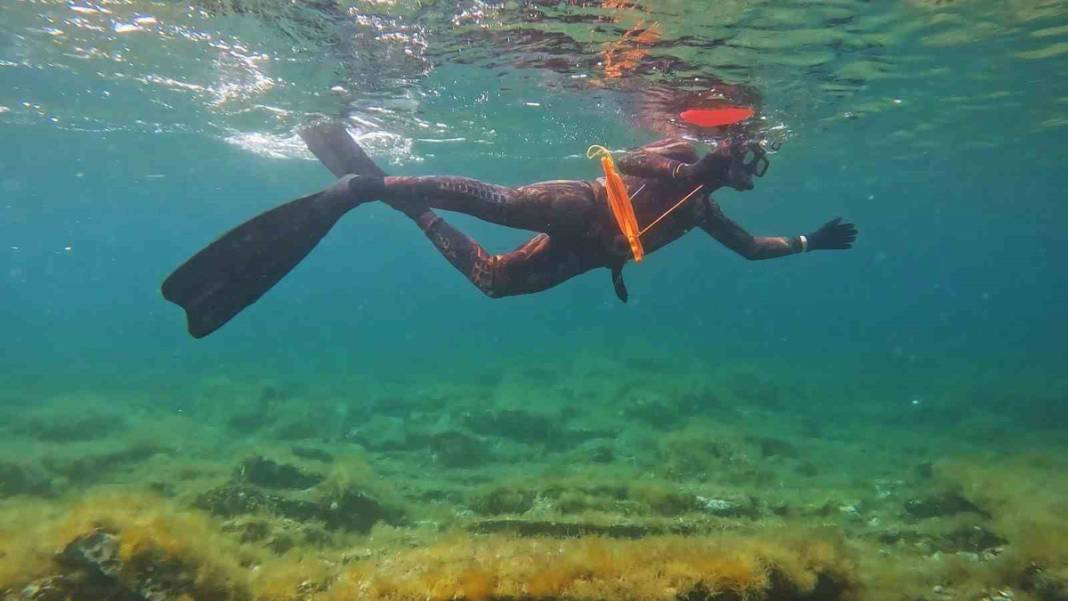 Marmara sahillerinde zehirli tehlike! Boyu tam 4 metre 2