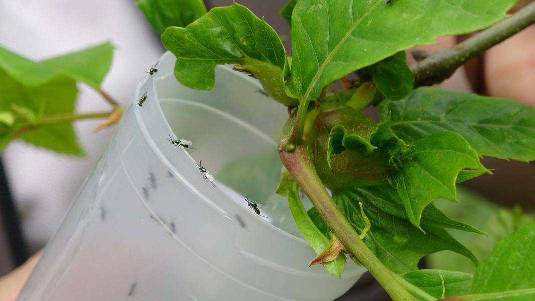 Karadeniz'de 'katil arı' alarmı: İki yılda ormanları istila etti! 21