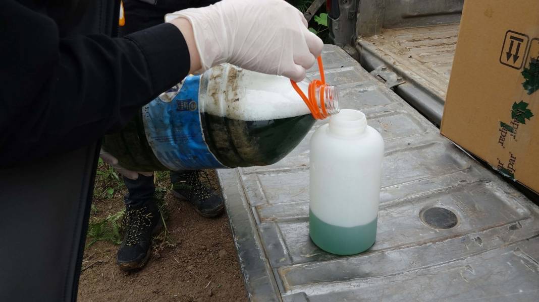 Karadeniz'de 'katil arı' alarmı: İki yılda ormanları istila etti! 13