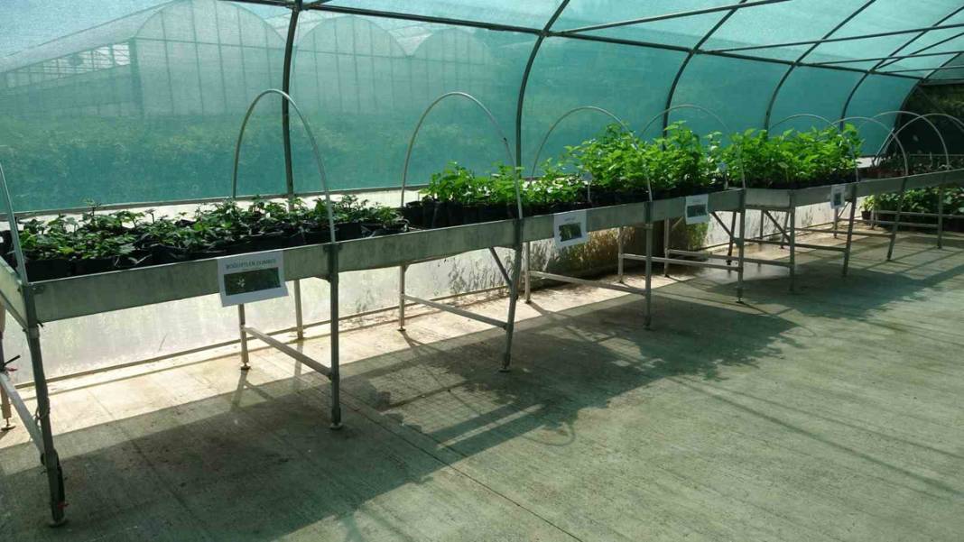 Bu yöntem ile üretim katlanarak arttı! Dünyada ilk kez denendi 4