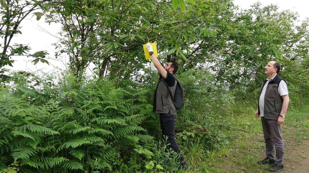 Karadeniz'de 'katil arı' alarmı: İki yılda ormanları istila etti! 17
