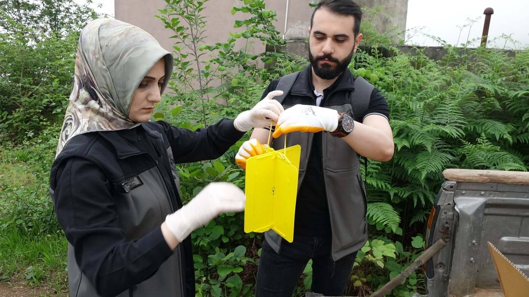 Karadeniz'de 'katil arı' alarmı: İki yılda ormanları istila etti! 12